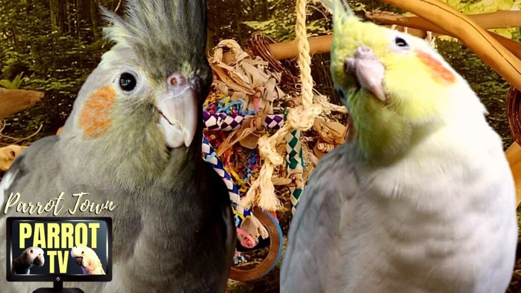 Bird Room Buddies Keep Your Parrot Happy with Bird Room Sounds
